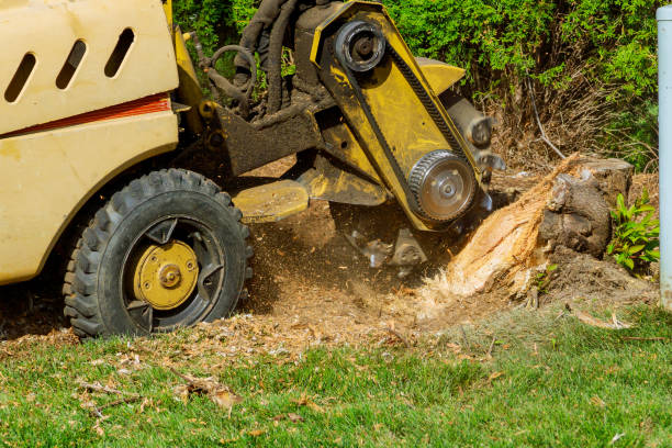 Best Emergency Tree Removal  in Pearl Beach, MI